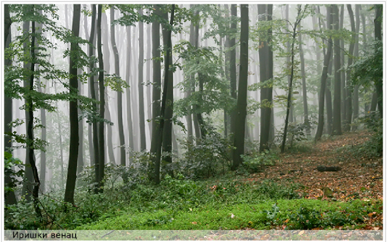 Protestna šetnja na Fruškoj gori u subotu: “Svi za šume – šume za sve”