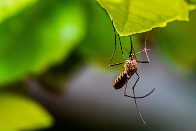 5 načina kako se otarasiti komaraca