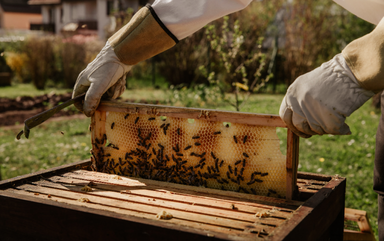 Grad dodeljuje sredstva za pčelare
