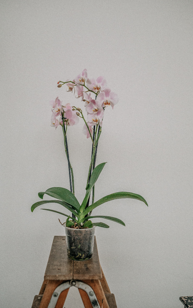 orhideja 09
