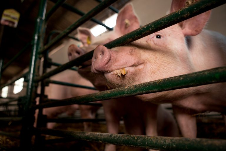 Sanirano pet žarišta afričke kuge svinja u Čenti