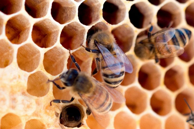 Pčelari su obavezni da prijave broj košnica na svom pčelinjaku