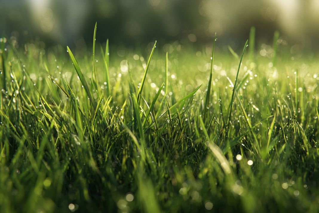 Kako da trava ostane zelena tokom leta? 1 kako da trava ostane zelena tokom leta
