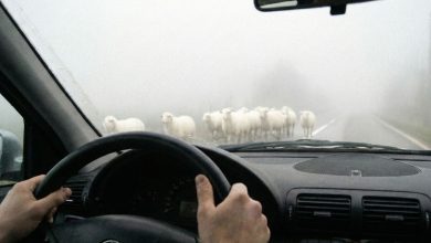 svetla, ovce u magli